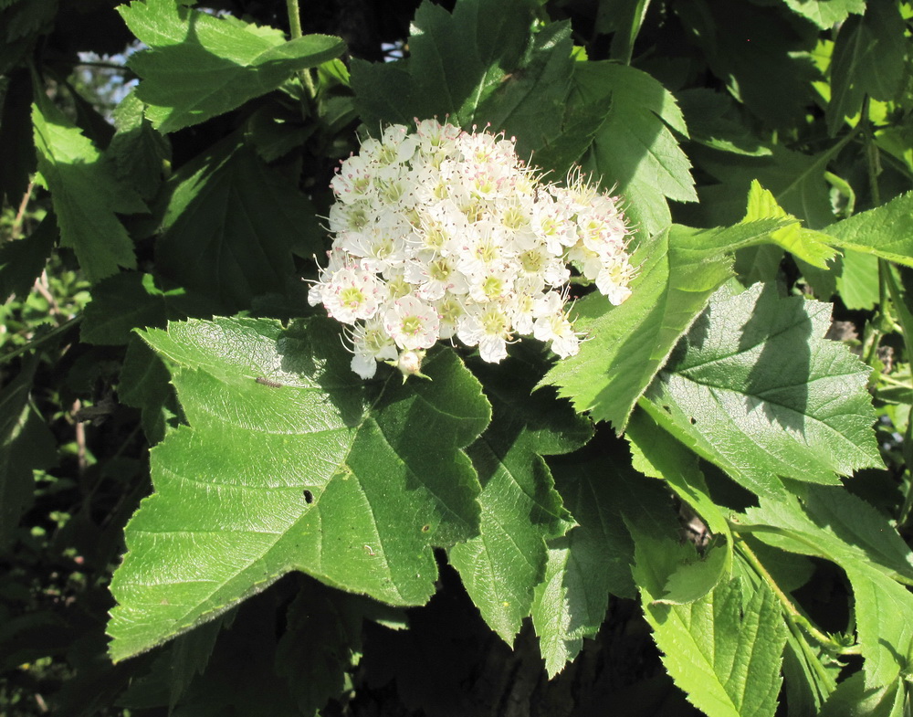 Изображение особи Crataegus sanguinea.