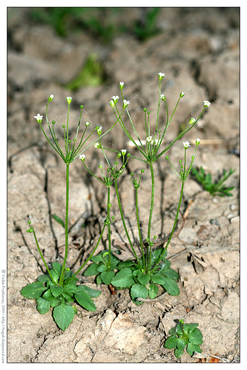 Изображение особи Androsace filiformis.