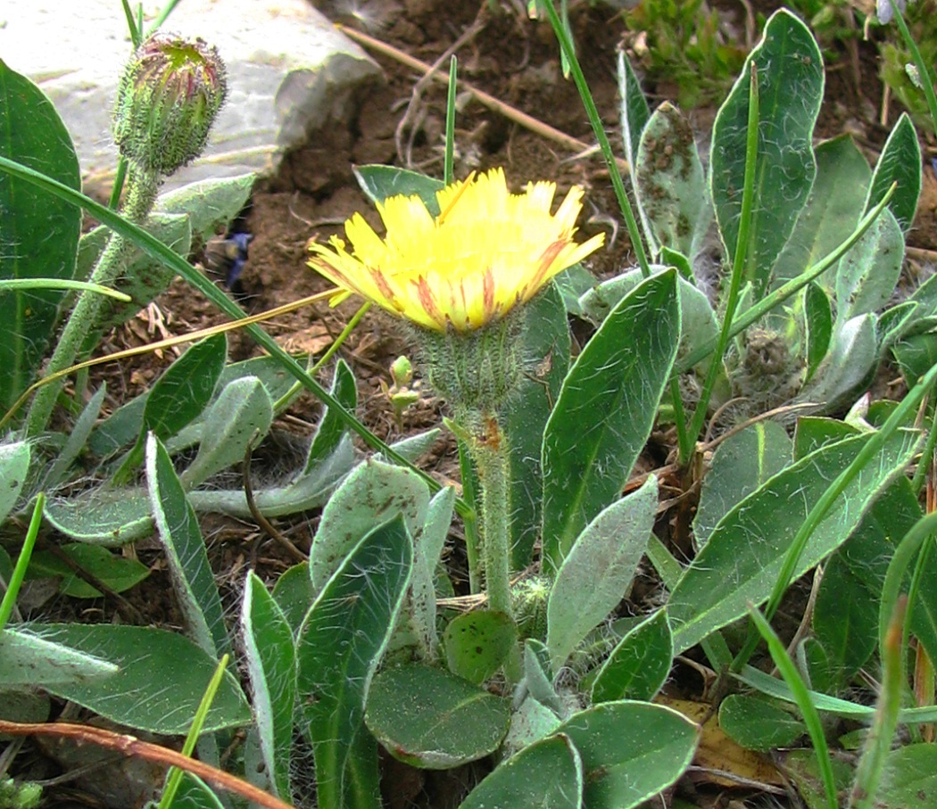 Image of Pilosella &times; lamprocoma specimen.