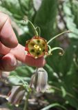 Fritillaria olgae