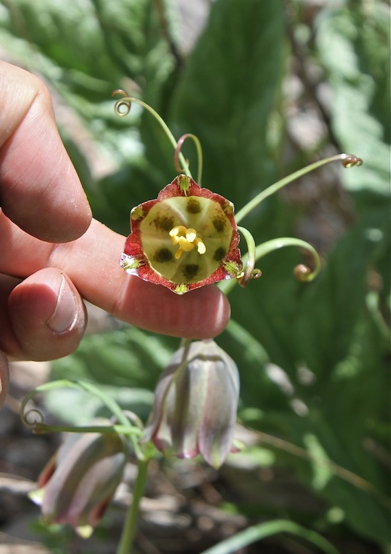 Image of Fritillaria olgae specimen.