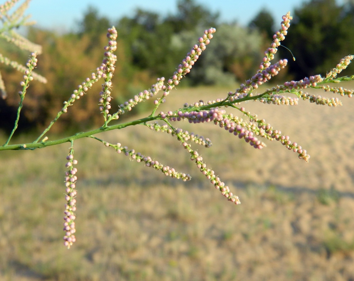 Image of Tamarix ramosissima specimen.