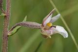 Epipactis palustris