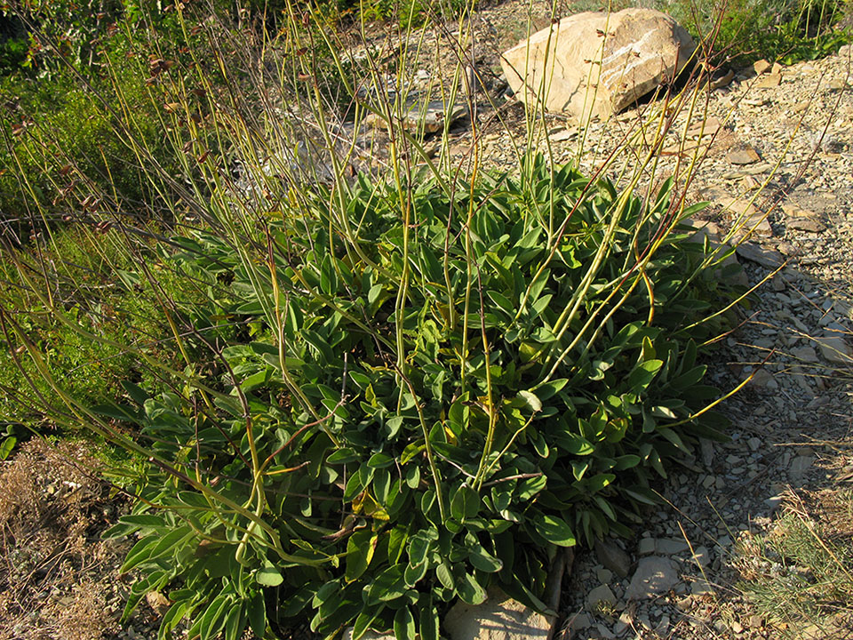 Изображение особи Salvia ringens.