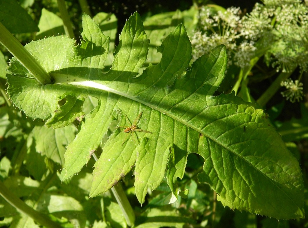 Image of Cirsium oleraceum specimen.