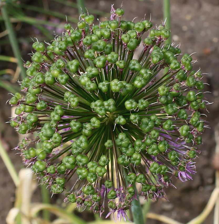 Image of Allium aflatunense specimen.