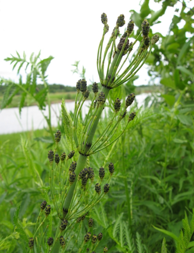 Изображение особи Equisetum fluviatile.