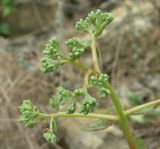 Hylotelephium caucasicum. Верхушка зацветающего растения.. Черноморское побережье Кавказа, щель Прасковеевская, скальное обнажение на склоне над дорогой. 24.08.2013.