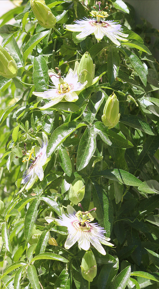 Изображение особи Passiflora caerulea.