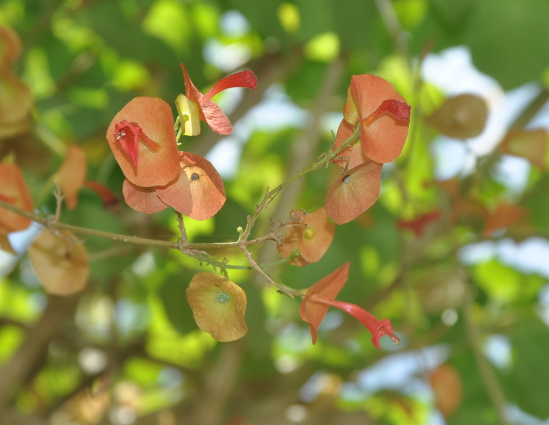 Изображение особи Holmskioldia sanguinea.