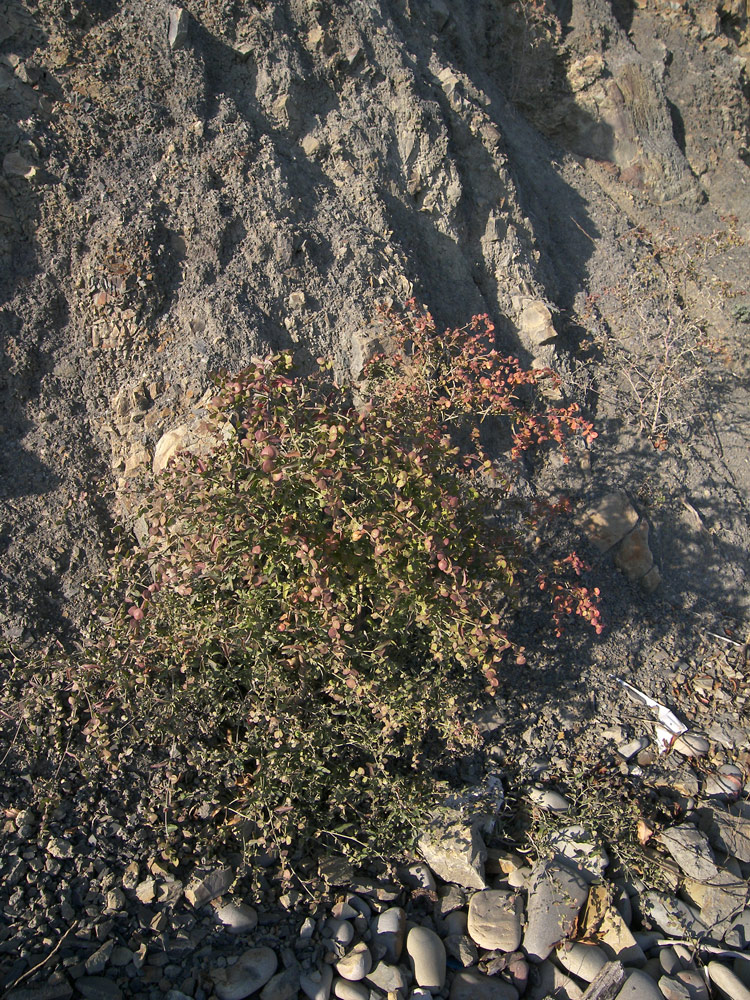 Image of Atriplex aucheri specimen.