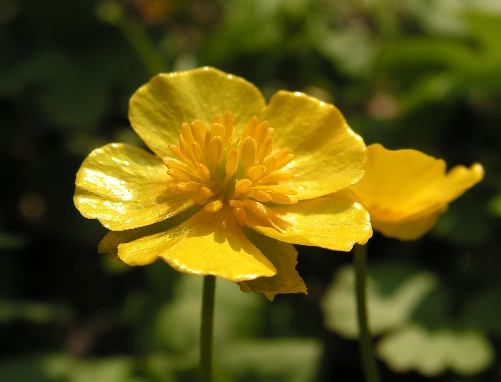 Image of Ranunculus franchetii specimen.