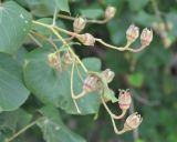 Hibiscus tiliaceus. Верхушка ветви с незрелыми плодами. Таиланд, остров Тао. 26.06.2013.