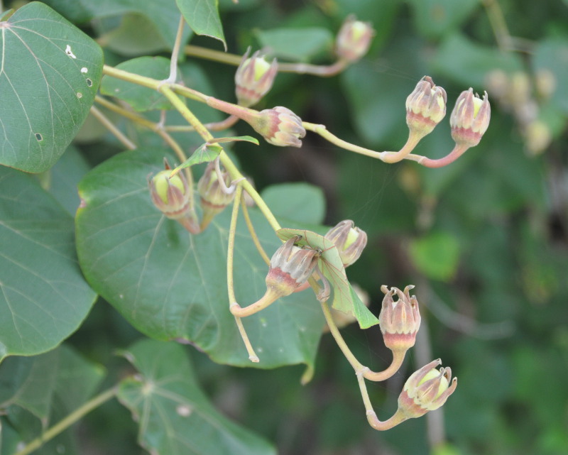 Image of Hibiscus tiliaceus specimen.