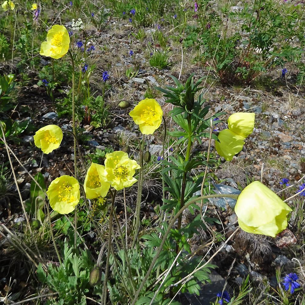 Image of Papaver pseudocanescens specimen.