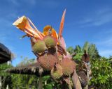 genus Canna