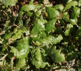 Quercus iberica. Верхушки побегов. Германия, г. Дюссельдорф, Ботанический сад университета. 04.09.2013.