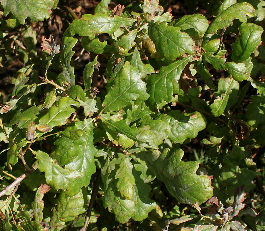 Image of Quercus iberica specimen.