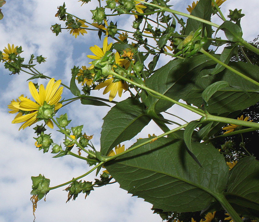 Изображение особи Silphium perfoliatum.