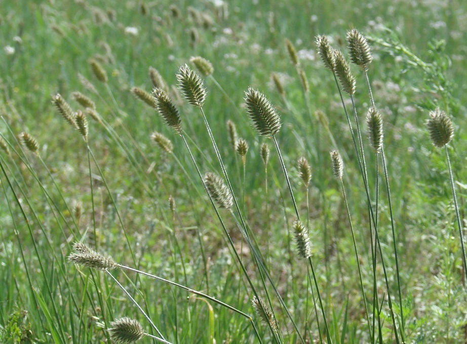 Изображение особи Agropyron cristatum.