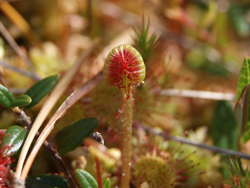 Изображение особи Drosera rotundifolia.