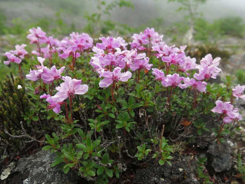 Изображение особи Rhododendron redowskianum.