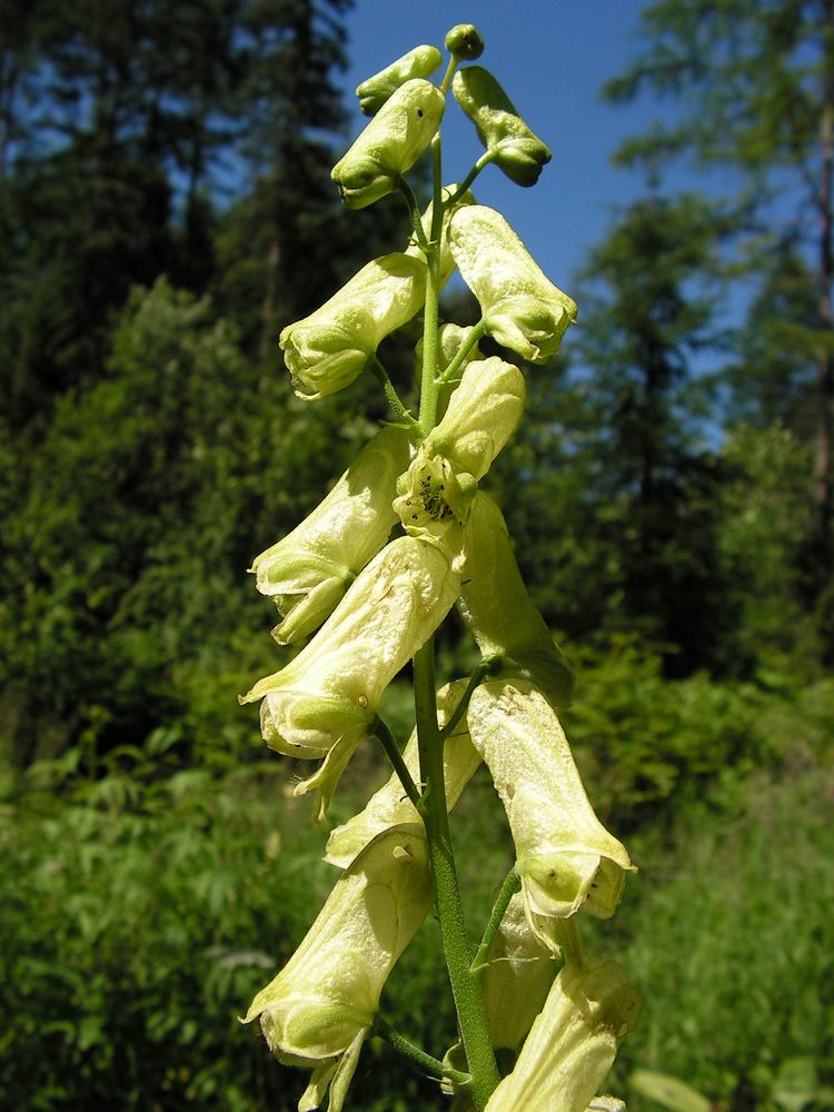 Image of Aconitum umbrosum specimen.