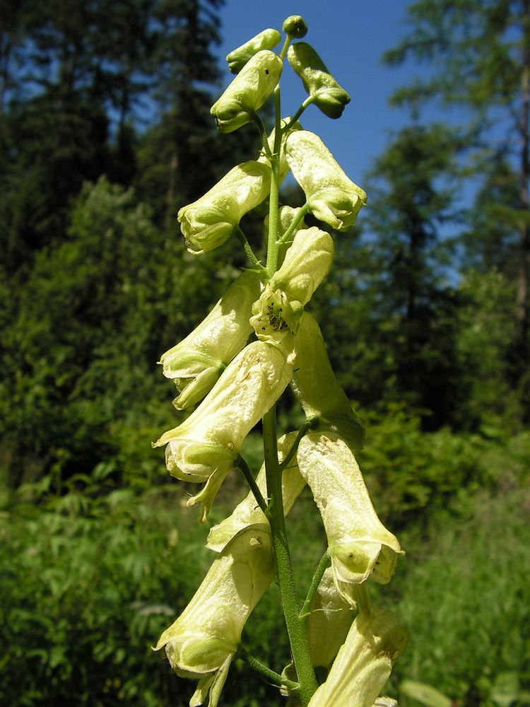 Изображение особи Aconitum umbrosum.