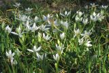 Ornithogalum woronowii