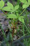 Aesculus hippocastanum. Молодое растение, вид сбоку. Санкт-Петербург, Пискарёвский парк, в березняке, 29 мая 2009 г.