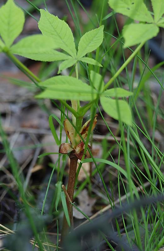 Изображение особи Aesculus hippocastanum.