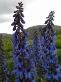 Delphinium inconspicuum