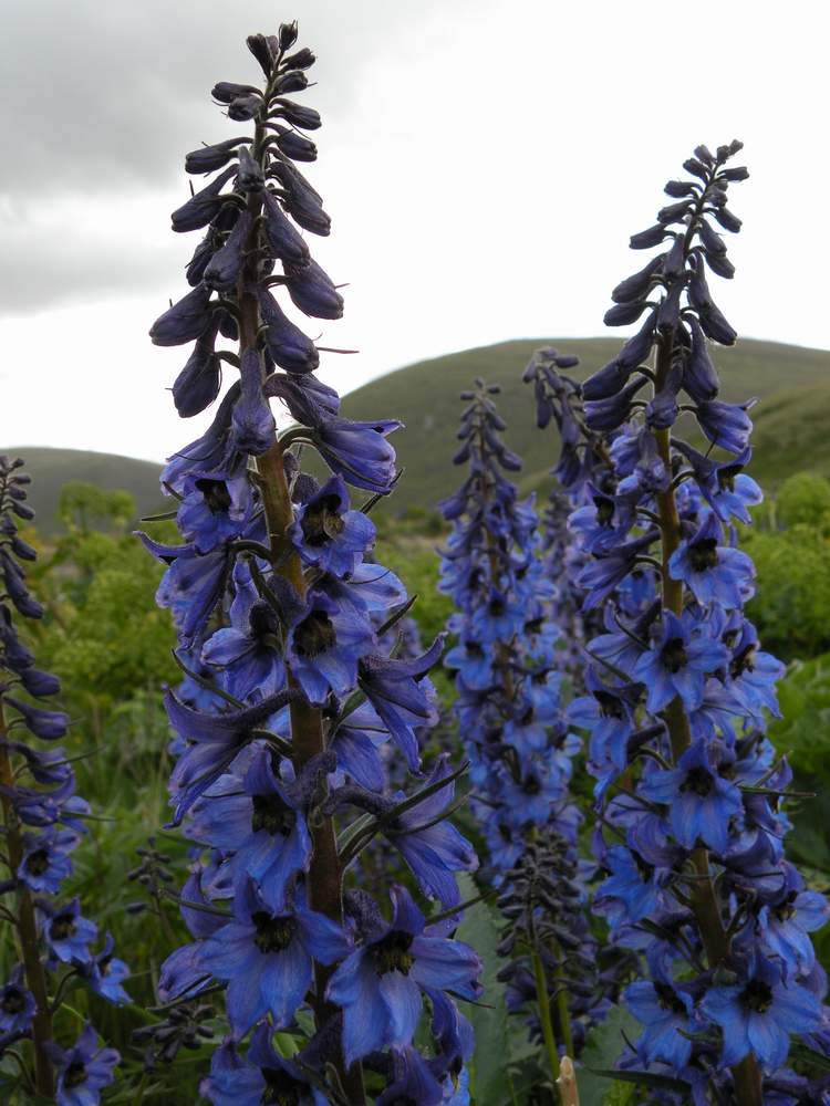 Image of Delphinium inconspicuum specimen.