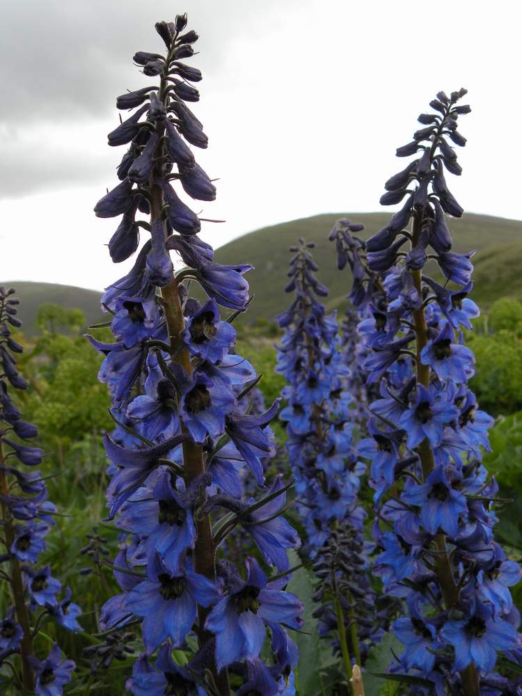 Изображение особи Delphinium inconspicuum.