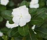 Catharanthus roseus