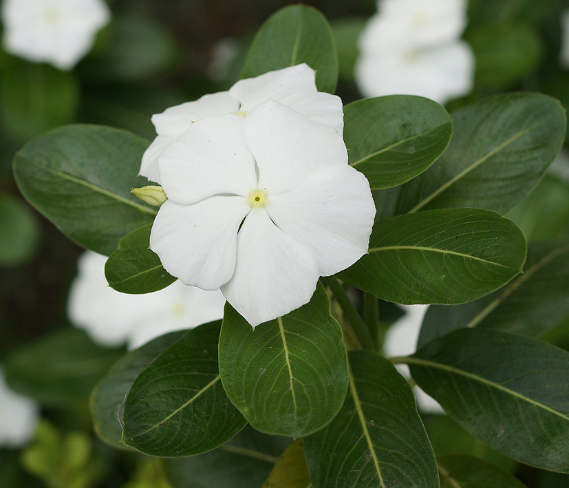 Image of Catharanthus roseus specimen.