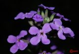 Hesperis matronalis