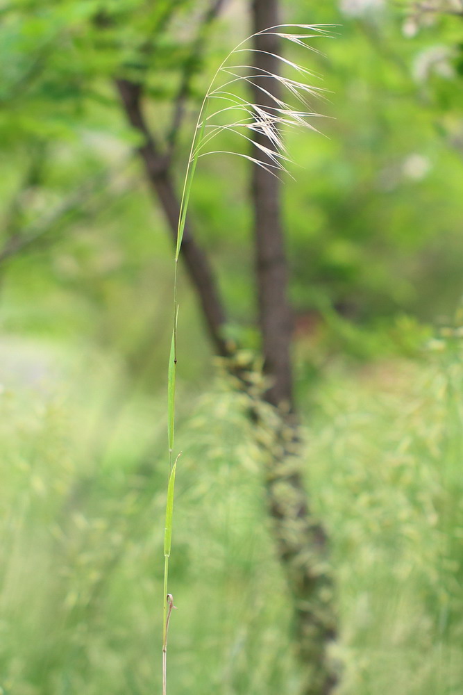 Изображение особи Anisantha sterilis.