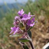 Thymus markhotensis. Верхушка побега с соцветием. Краснодарский край, Абинский р-н, хр. Грузинка, гора Шизе. 10.05.2014.