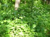 Valeriana alliariifolia. Группа цветущих растений. Ставропольский край, г. Кисловодск, парк, сосняк, в подлеске (43°53′44,9″ с.ш., 42°43′37,21″ в.д.). 27.05.2014.