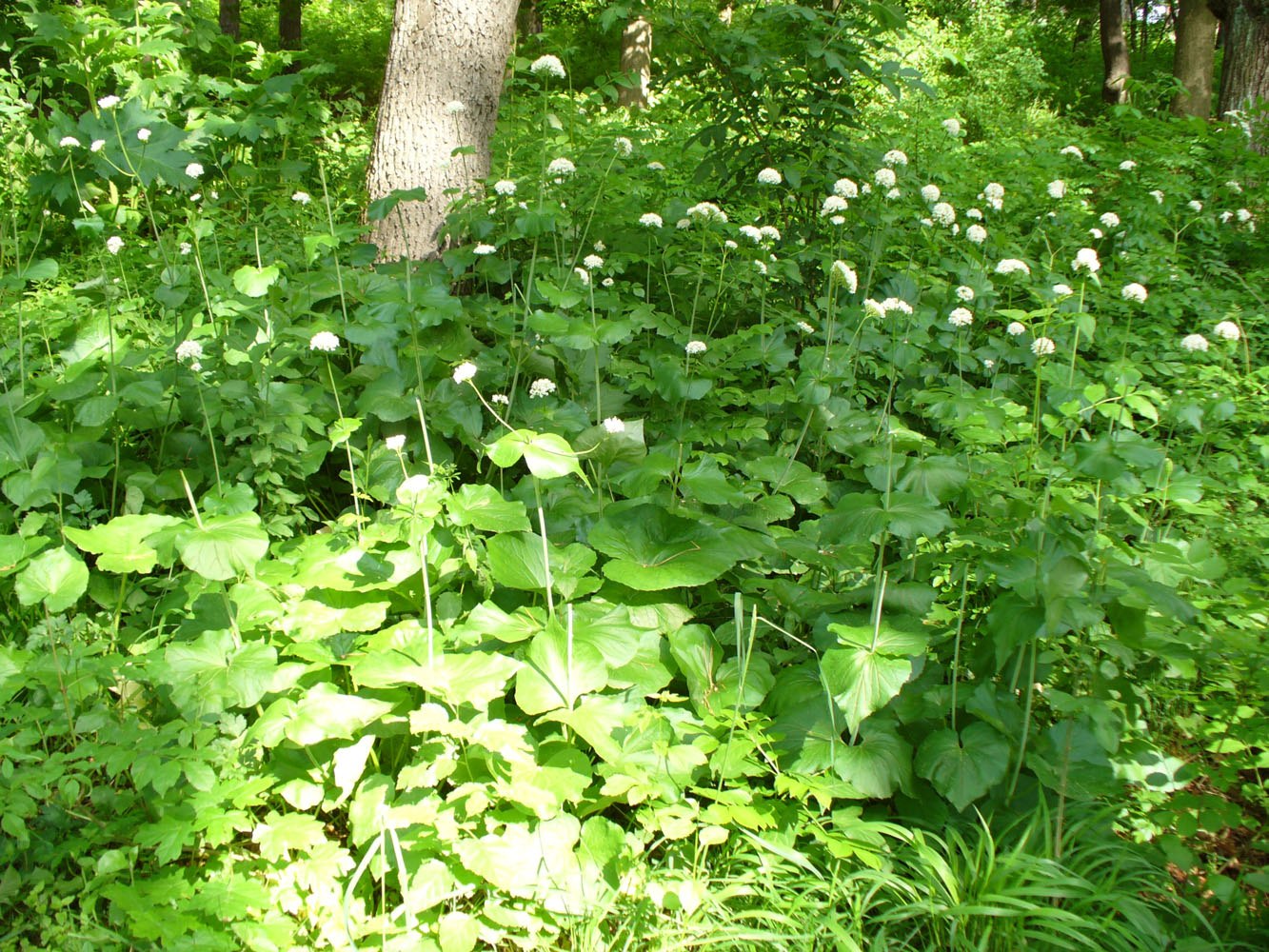 Image of Valeriana alliariifolia specimen.