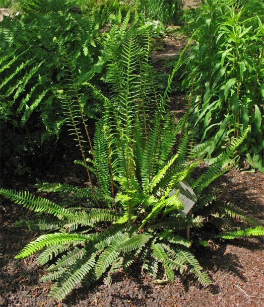 Image of Blechnum spicant specimen.