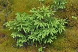Picea abies. Молодые растения. Псковское озеро, остров Верхний. 14.06.2014.