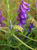 Vicia villosa. Развивающееся соцветие (второй план - развитая форма соцветия). Крым, Симферополь, Петровские скалы. 18.06.2014.