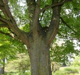 Acer saccharum. Верхняя часть ствола и основания скелетных ветвей взрослого растения. Германия, г. Дюссельдорф, Ботанический сад университета. 02.06.2014.