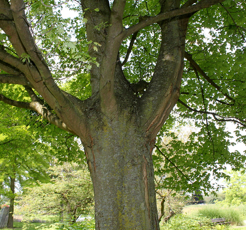 Image of Acer saccharum specimen.