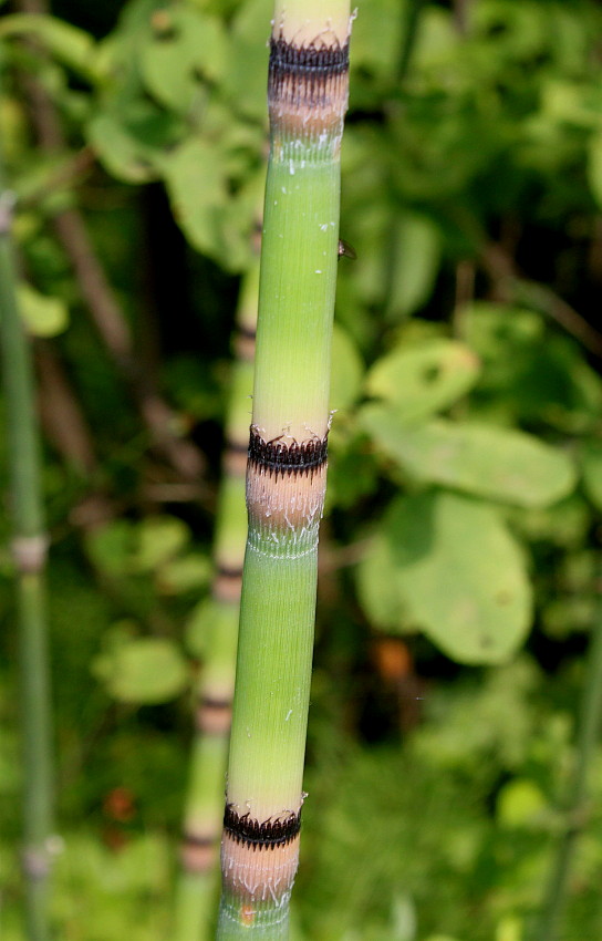 Изображение особи Equisetum hyemale var. robustum.