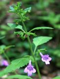 Drymosiphon grandiflorus