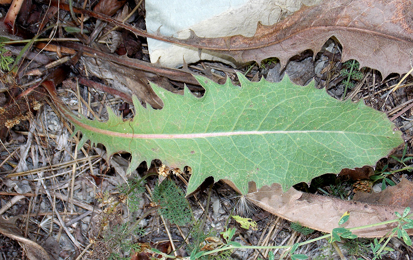 Image of Crepis pannonica specimen.