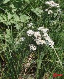 Achillea septentrionalis